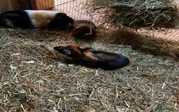 Guinea Pig rodents for sale: Baby guinea Pigs for sale - Image 4