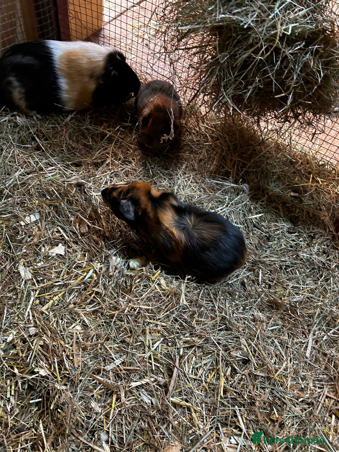 Guinea Pig rodents for sale: Baby guinea Pigs for sale - Image 4
