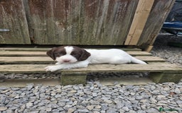 Cocker Spaniel dogs for sale: Cocker spaniel  - Image 9