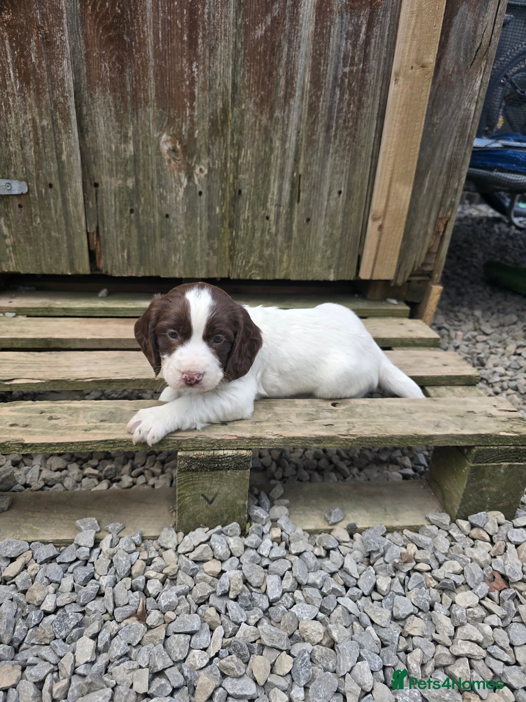 Cocker Spaniel dogs for sale: Cocker spaniel  - Image 9