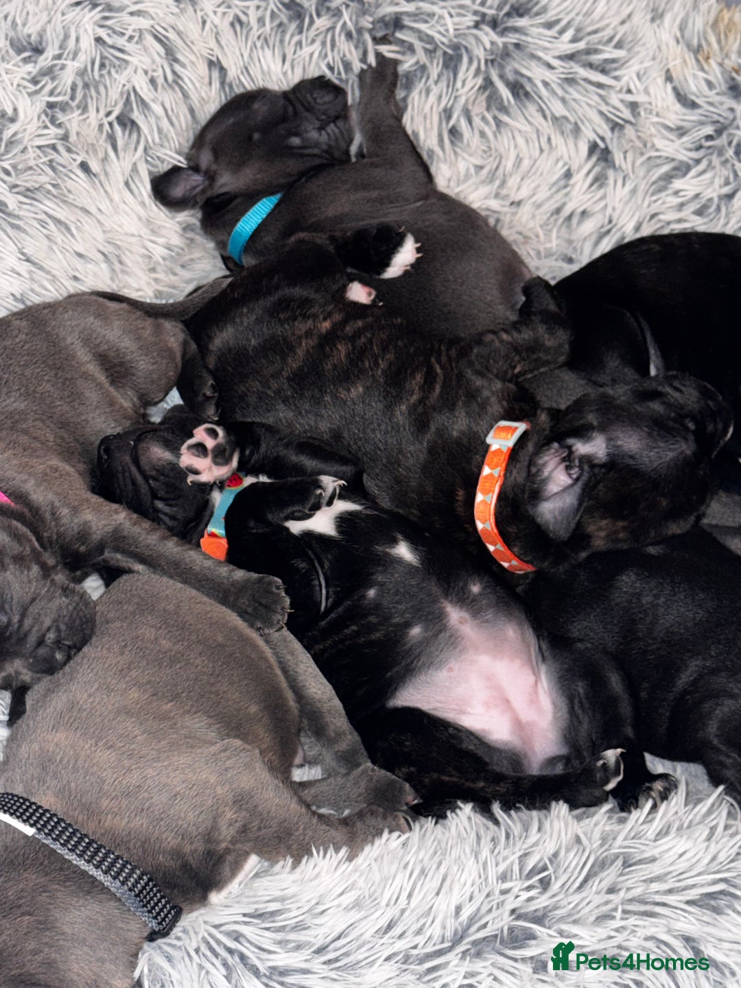 Staffordshire Bull Terrier dogs for sale: 6 Staffordshire pups - Advert 24