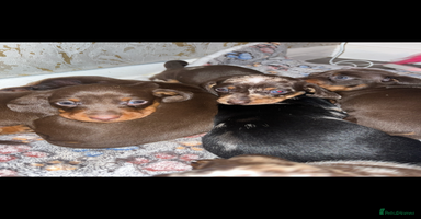 Miniature Dachshund dogs - Advert 3