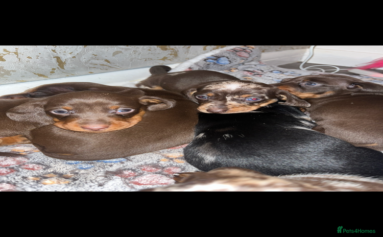 Miniature Dachshund dogs - Advert 4