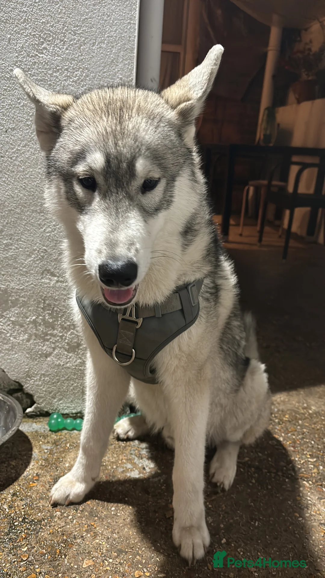 Alaskan Malamute dogs for sale: Male Malamute - Advert 3