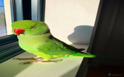 Parrots birds for sale: Baby Indian ring neck talking parrot  - Image 1