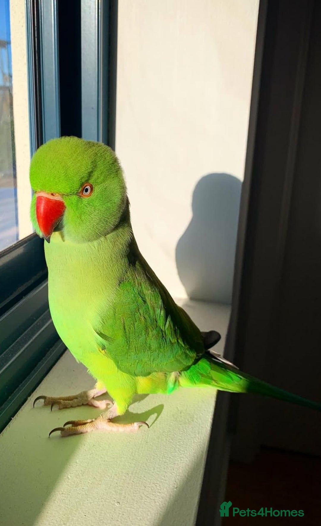 Parrots birds for sale: Baby Indian ring neck talking parrot  - Image 1