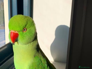 Parrots birds - Advert 25