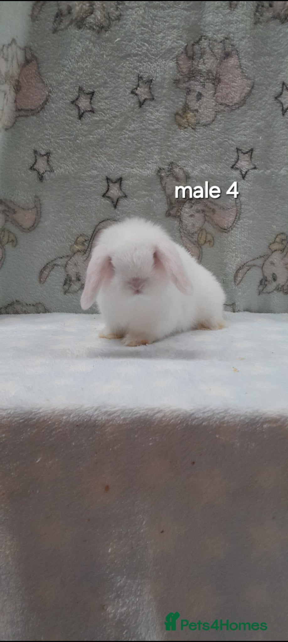 Mini Lop rabbits Superfriendly purebred mini lops - Advert 2