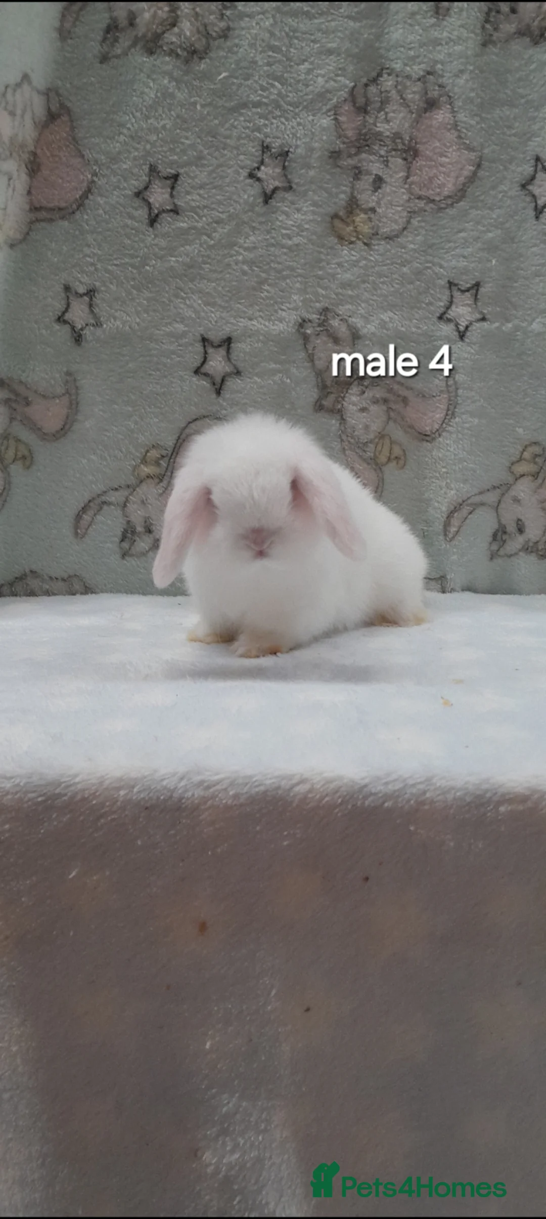 Mini Lop rabbits for sale: Superfriendly purebred mini lops - Advert 2