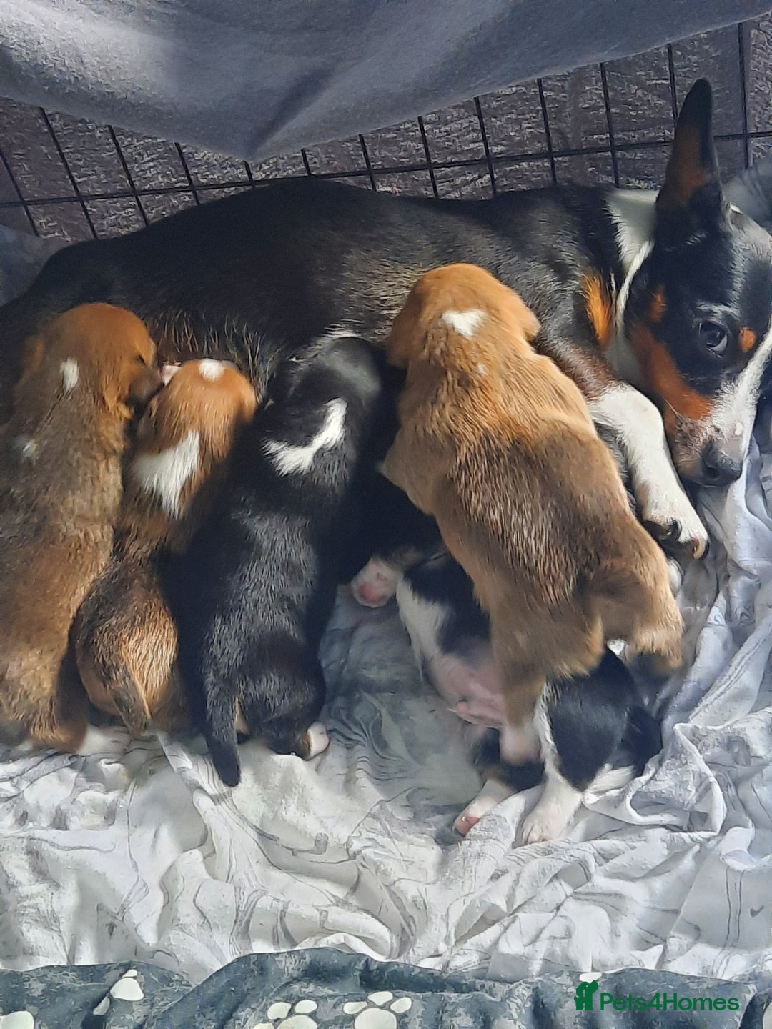 Jack Russell dogs for sale: Mini jack russells  - Image 6
