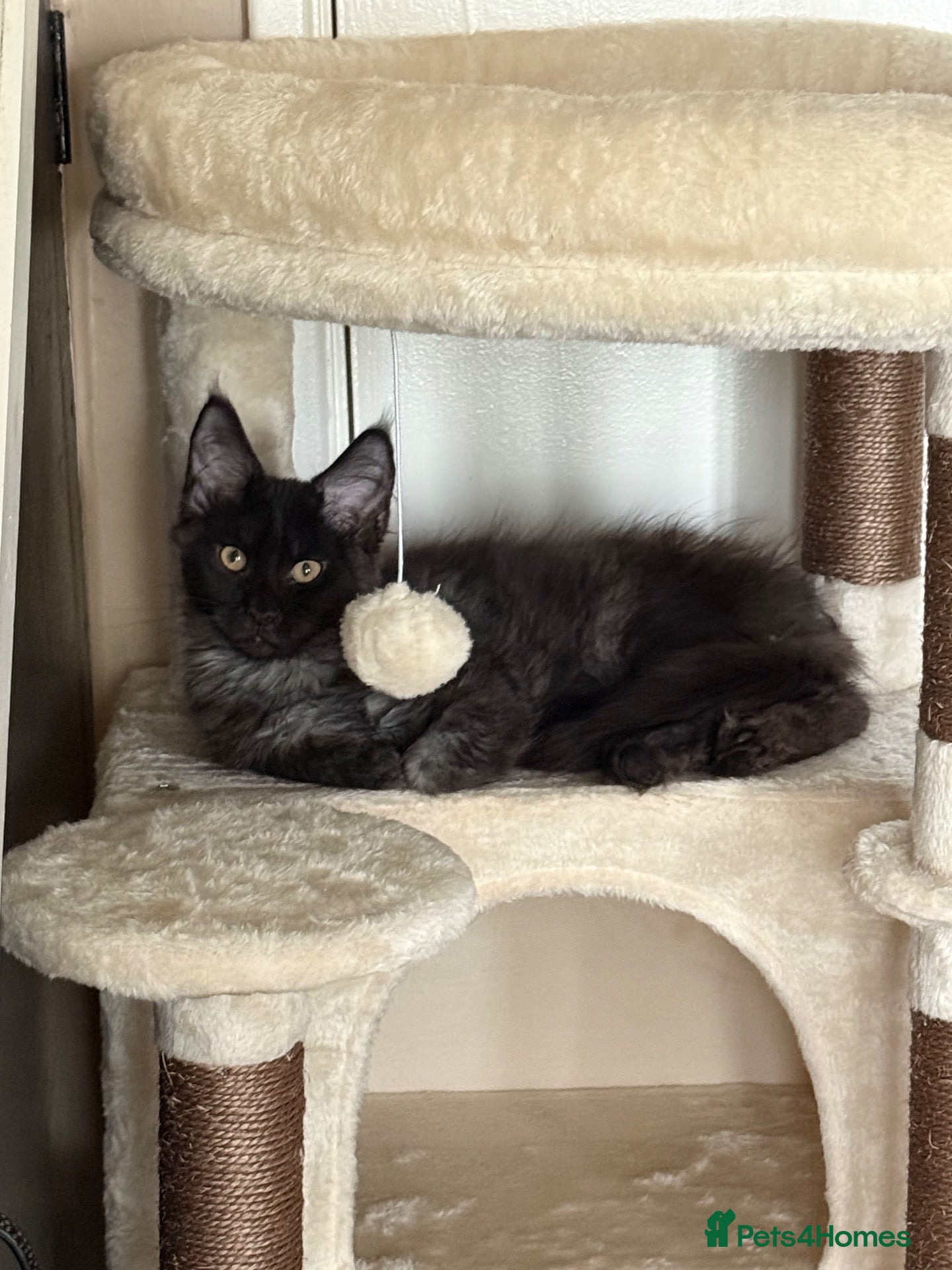 Maine Coon cats European Maine coon kittens - Advert 2