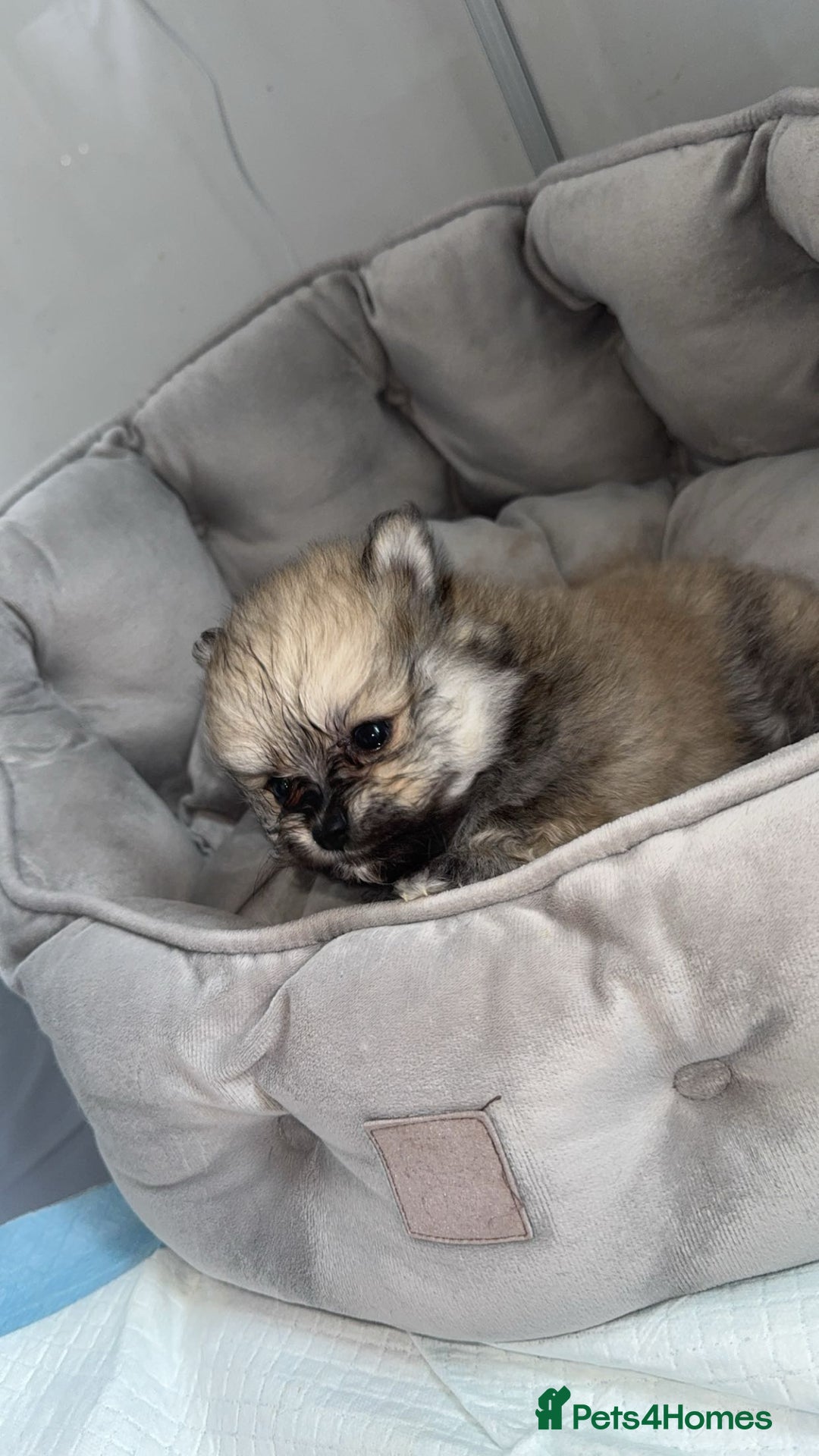 Pomeranian dogs for sale: Pomeranian pups🩵🩷 - Image 8