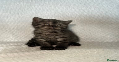 British Shorthair cats - Advert 2