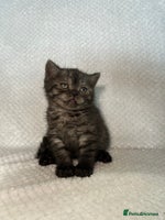 British Shorthair cats - Advert 2