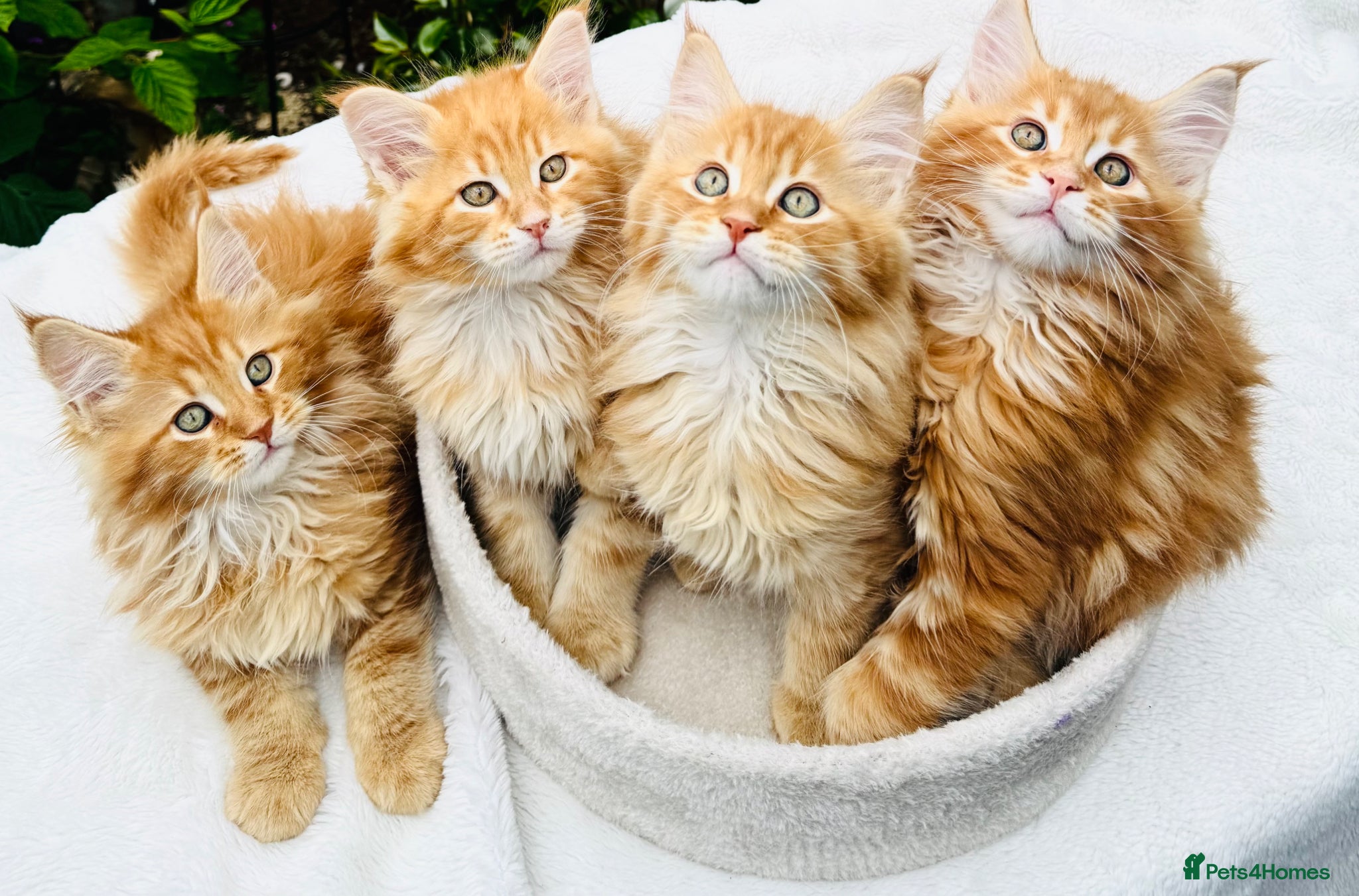 Maine Coon cats Pure breed Maine coon kittens  - Advert 1