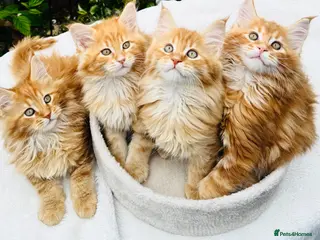 Maine Coon cats Pure breed Maine coon kittens - Advert 3