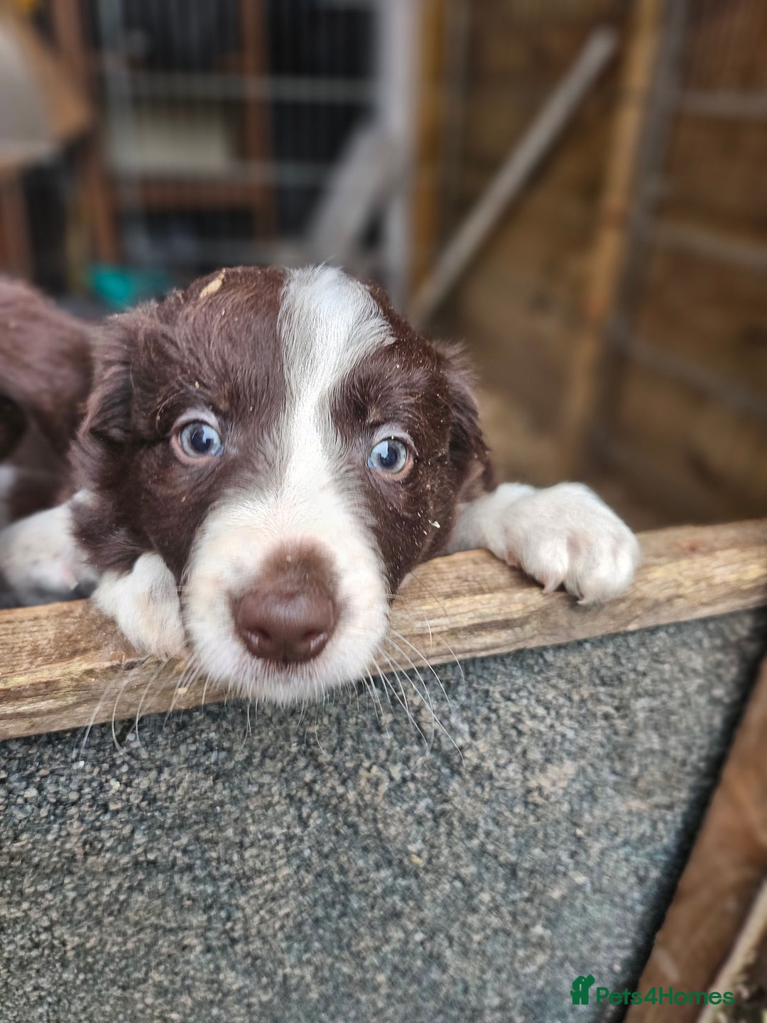 Border Collie dogs for sale: Red border collie pups for sale - Advert 8