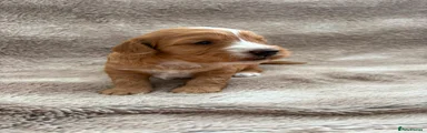 Cockapoo 1