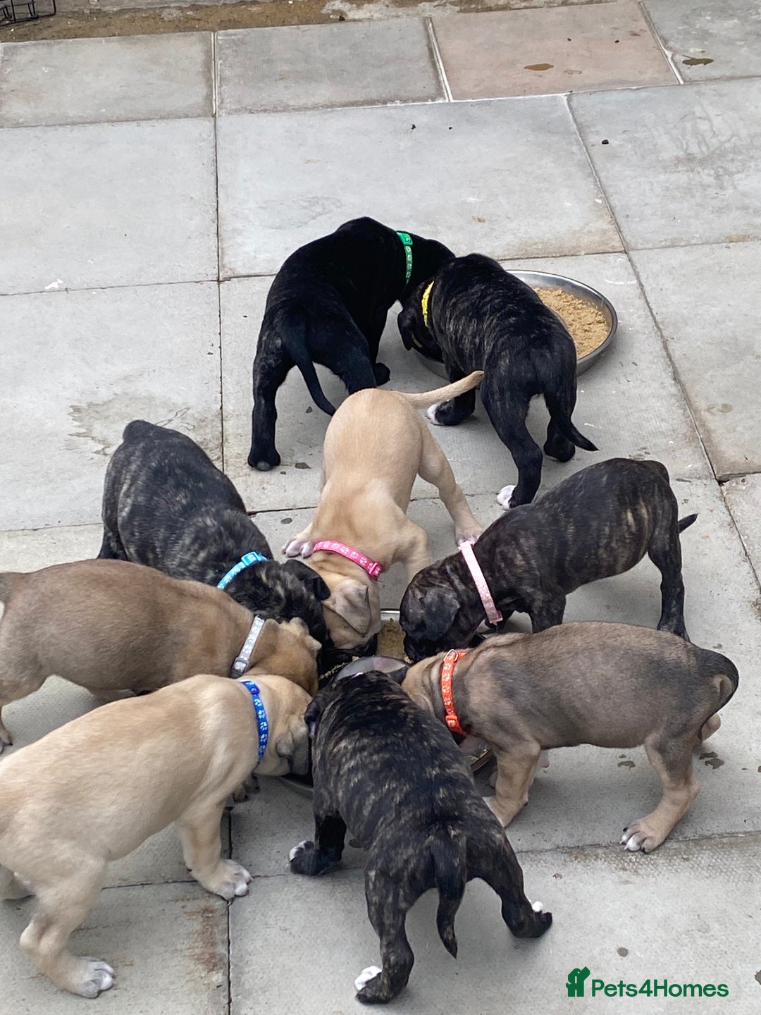 Mixed Breed dogs for sale: Bull mastiff x American bulldog puppies - Image 2