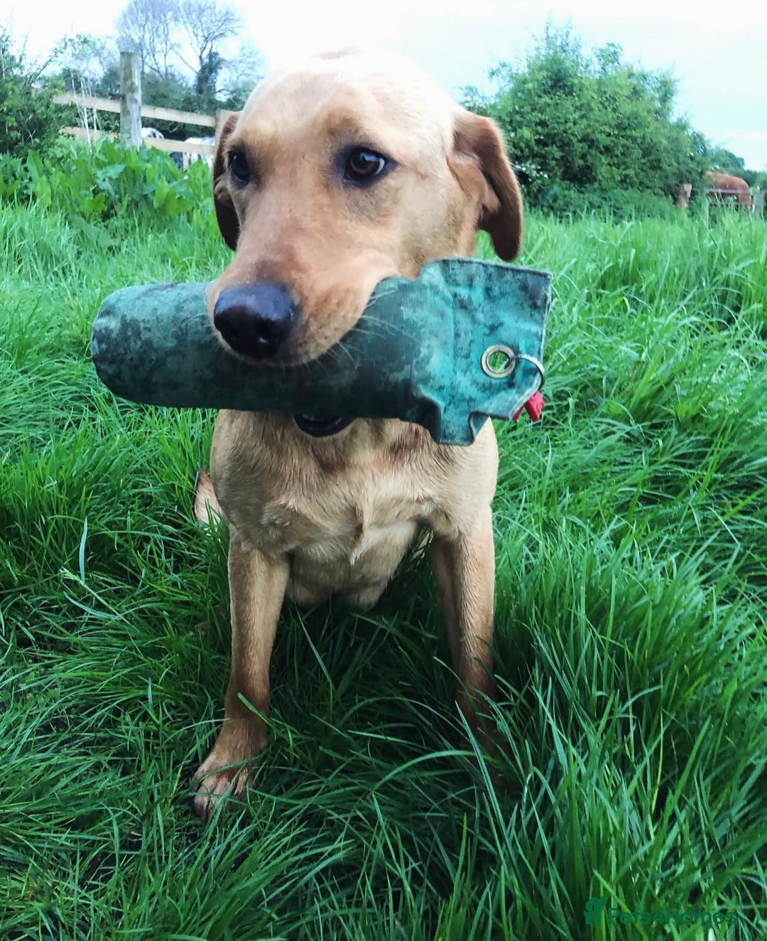 Labrador Retriever dogs for sale: 4 YEAR OLD KC HEALTH TESTED LABRADOR BITCH  - Image 4