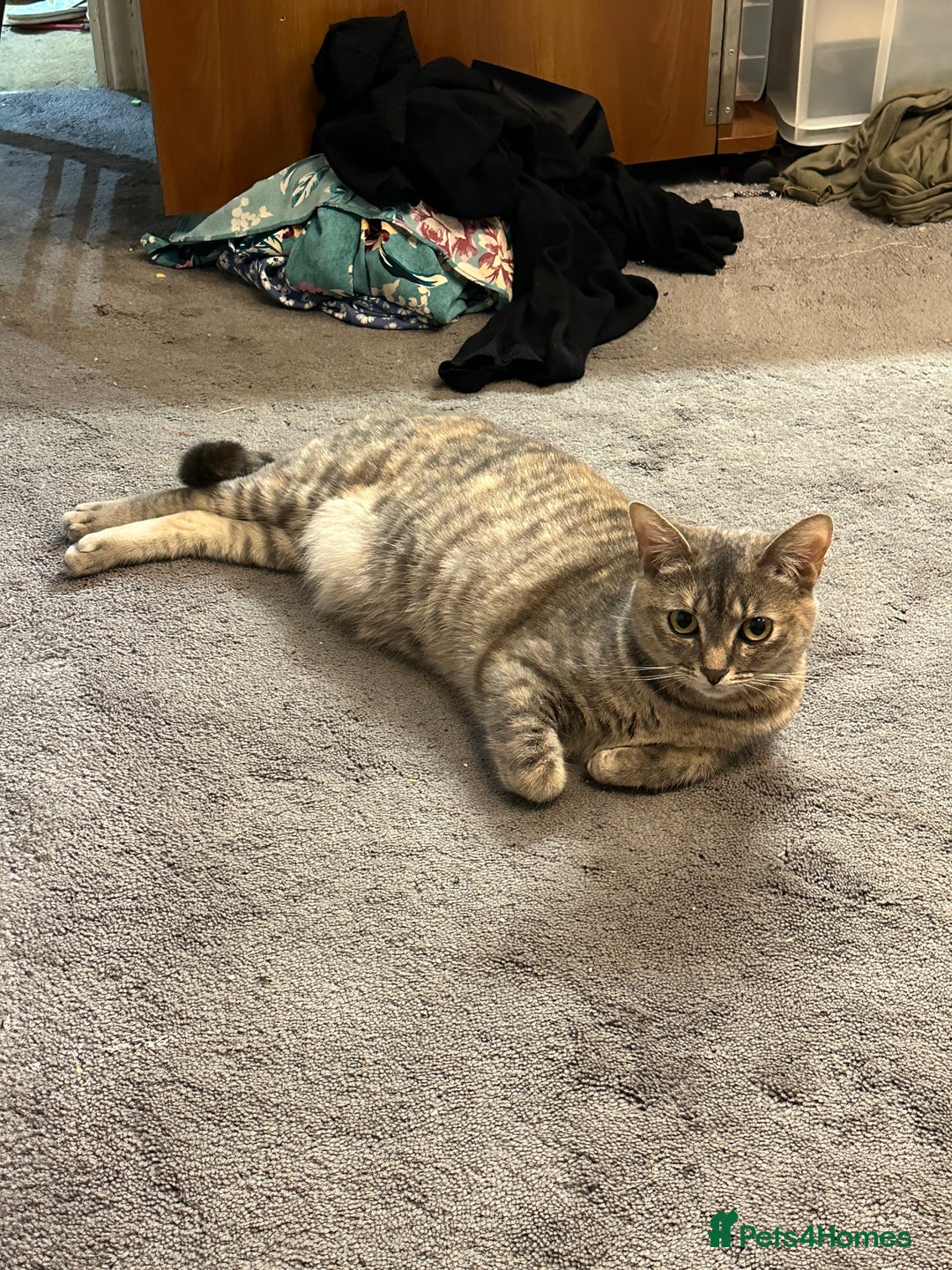 Mixed Breed cats for sale: Torbie Arabian Mau X BSH - Advert 7