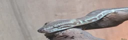 Python Snake reptiles for sale: 1.1 CB22 Unrelated Stimson's Python Pair  in Tamworth - Advert 4