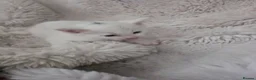 Mixed Breed cats for sale: Bengal cross kittens - Advert 30