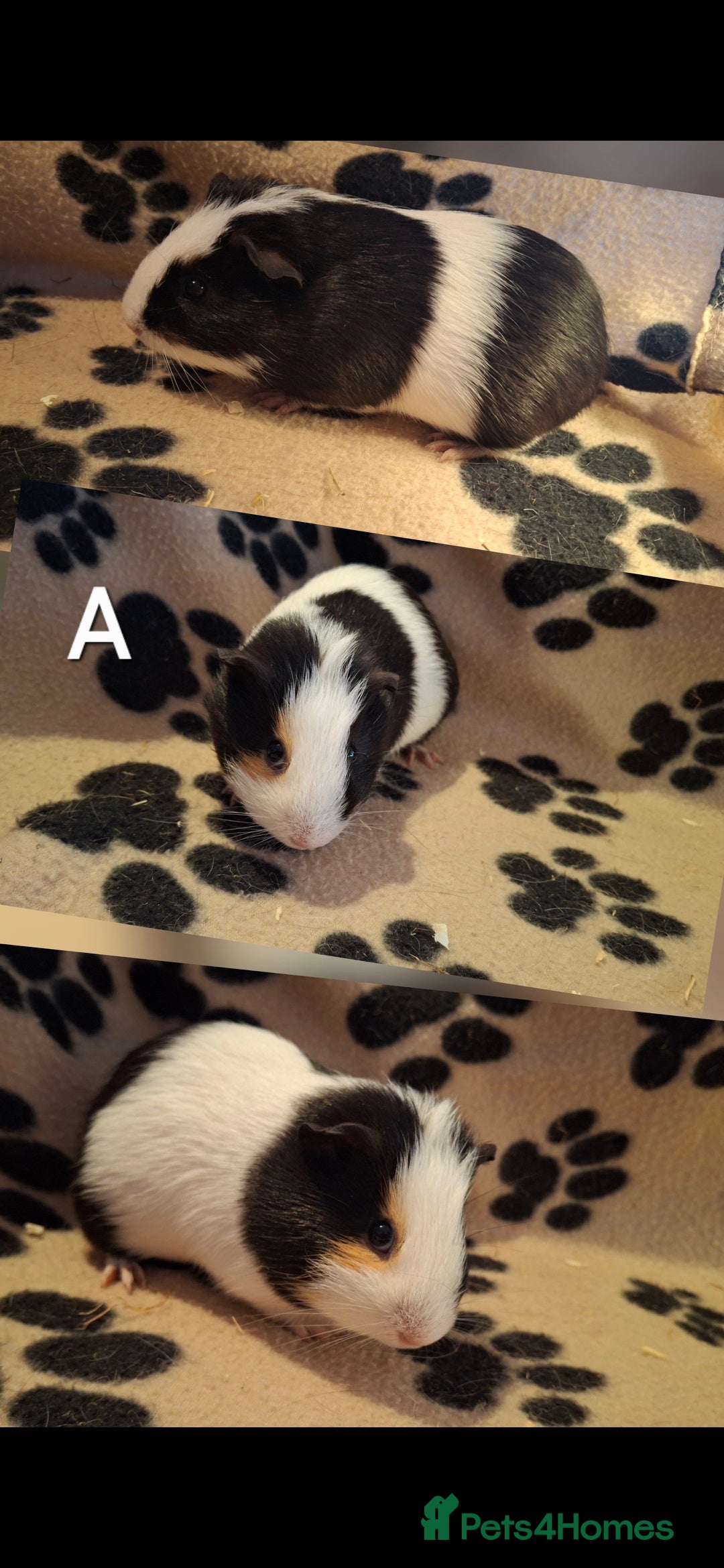 Guinea Pig rodents Various guineas seeking new homes 🏡  - Advert 2