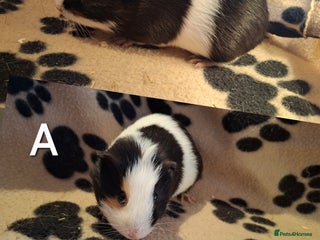 Guinea Pig rodents Various guineas seeking new homes 🏡 - Advert 17