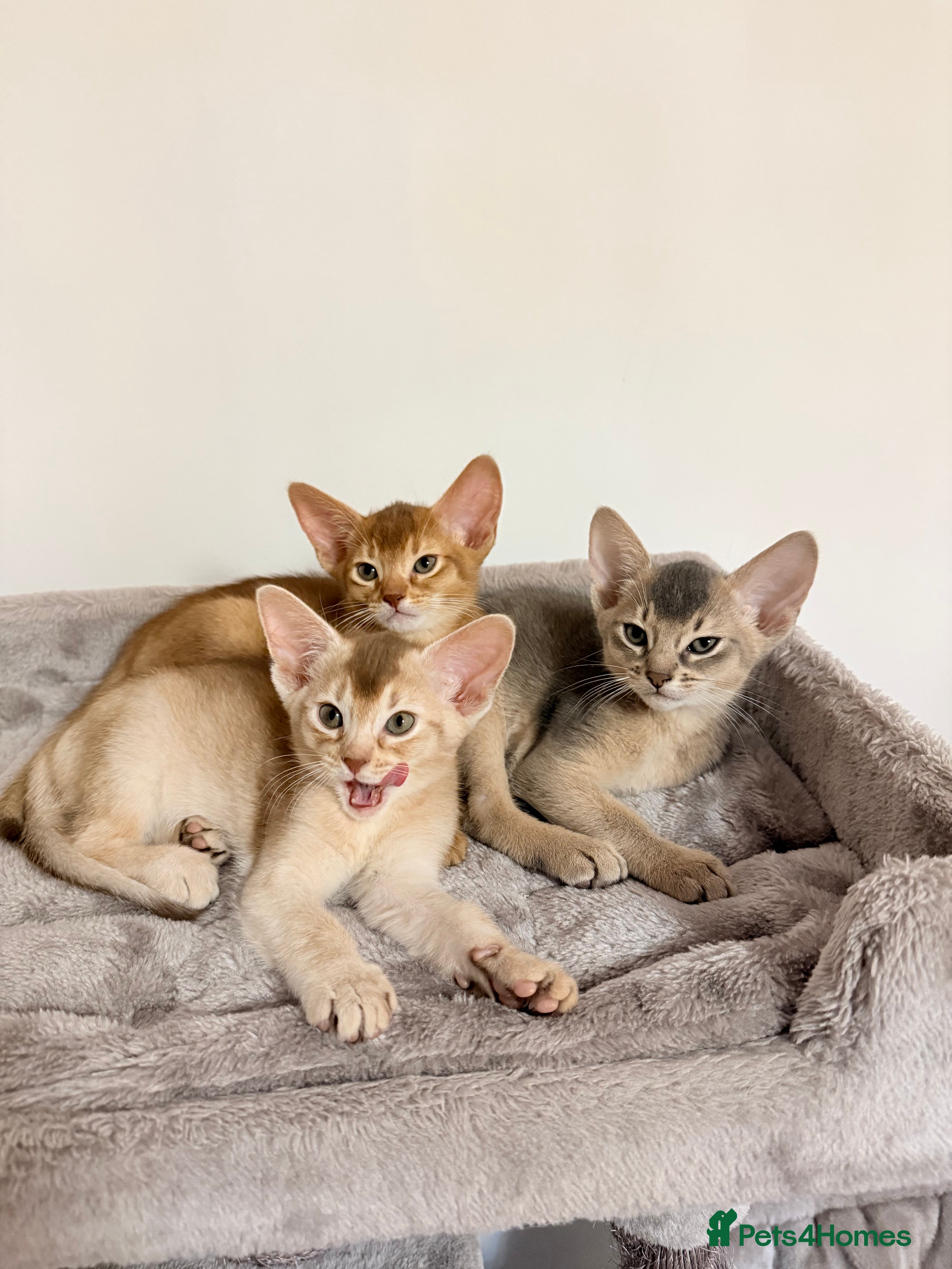 Abyssinian cats Abyssinian Kittens 🐾 - Advert 6