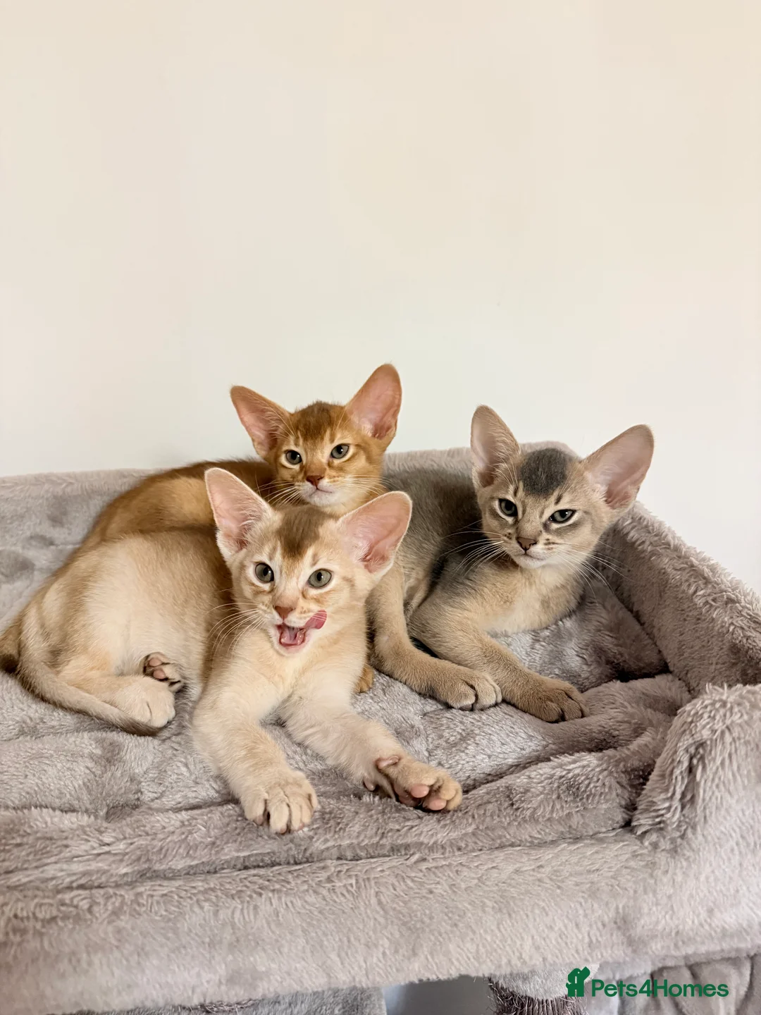 Abyssinian cats for sale: Abyssinian Kittens 🐾 - Advert 8