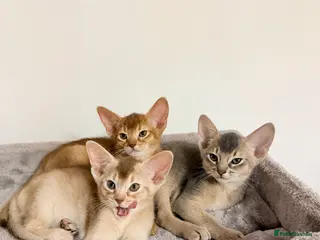 Abyssinian cats Abyssinian Kittens 🐾 - Advert 3