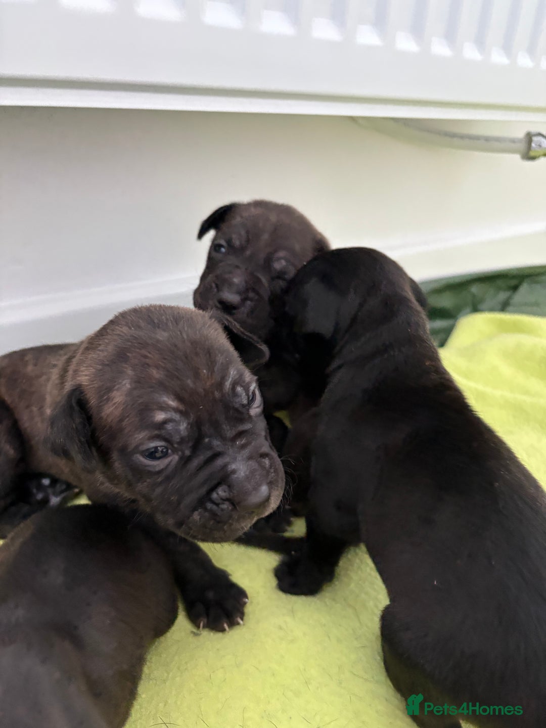 Staffordshire Bull Terrier dogs for sale: Staffy Pups  - Advert 6