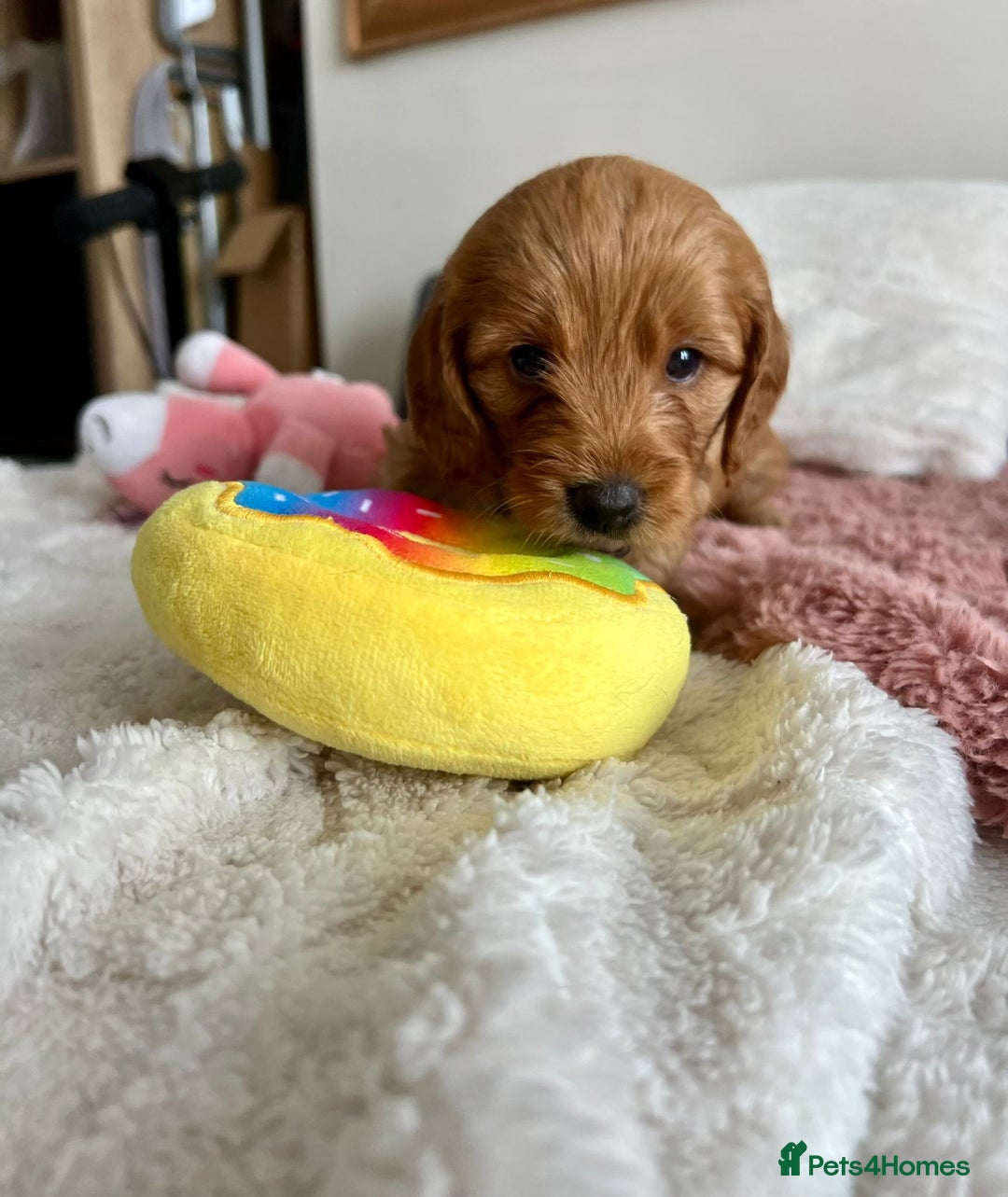 Cockapoo dogs for sale: Adorable Cockapoo puppies waiting for You!  - Image 11