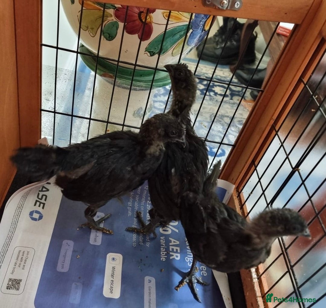 Chickens poultry for sale: Rare Ayam Cimani Chicks - Advert 4