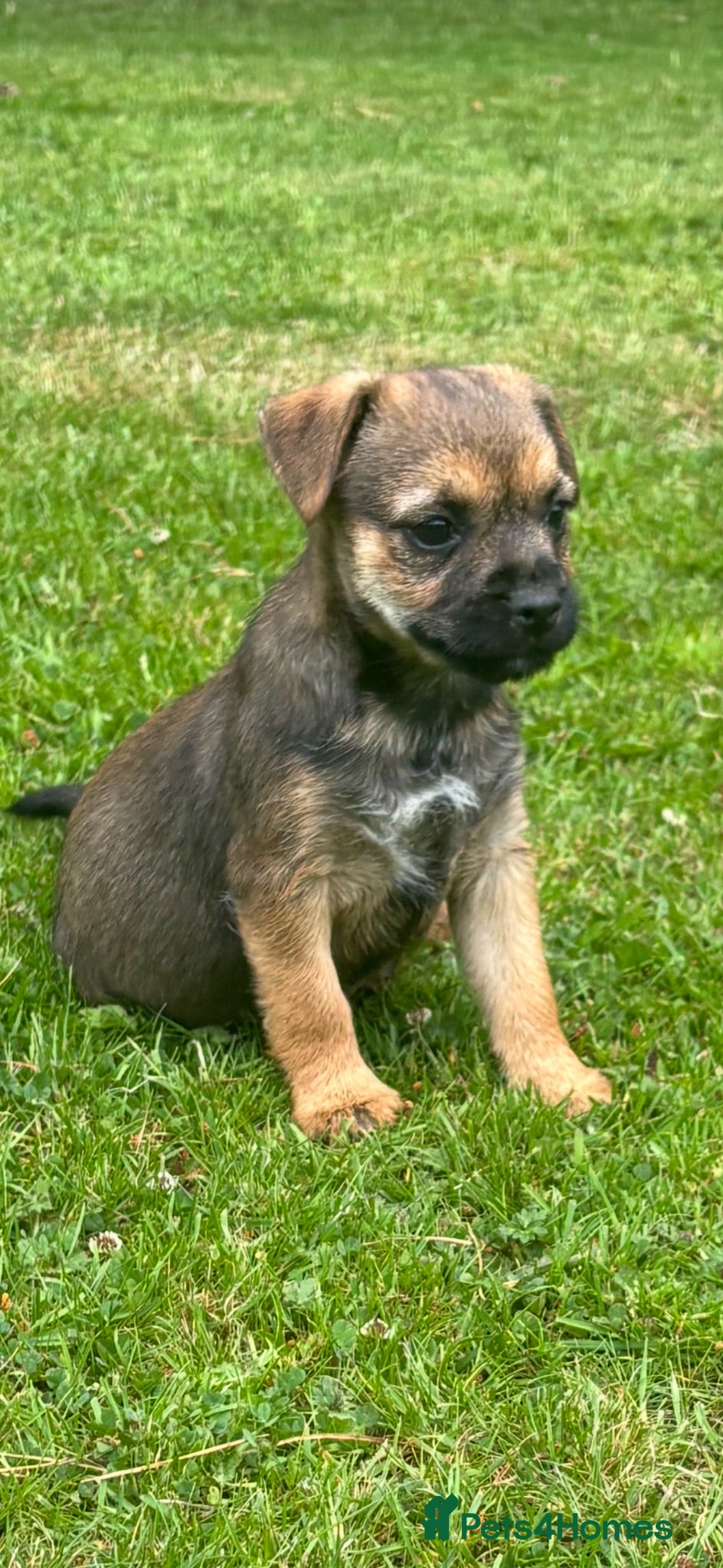 Border Terrier dogs Border terrier Puppies  - Advert 15