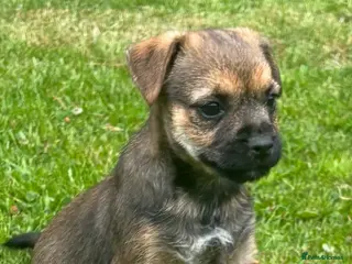 Border Terrier dogs Border terrier Puppies - Advert 1