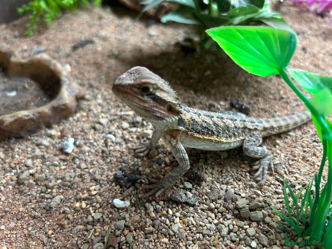 Bearded Dragon reptiles for sale: baby bearded dragons  - Image 5