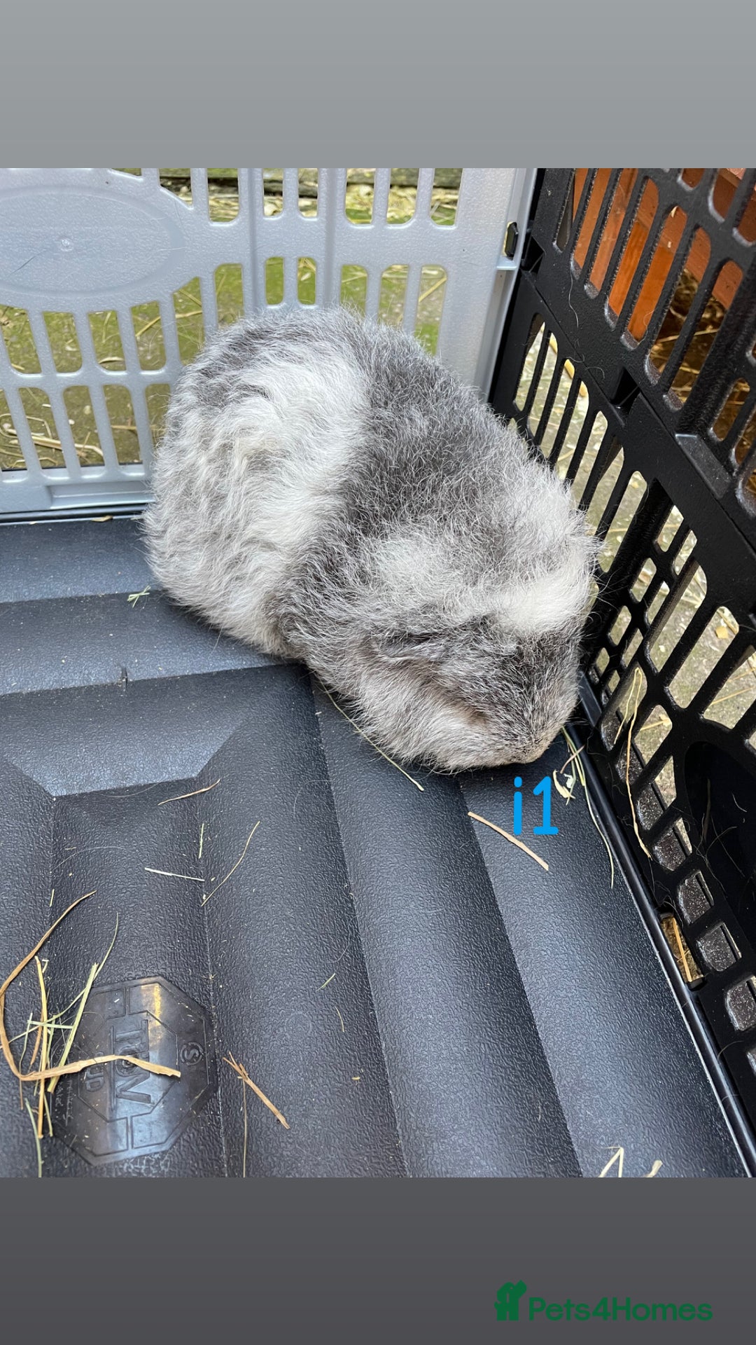 Guinea Pig rodents for sale: Baby guinea pigs for sale, various breeds - Image 8