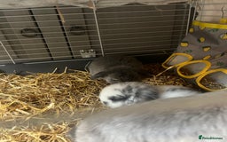 Mini Lop rabbits for sale: 2 baby mini lop bunnies  - Image 11