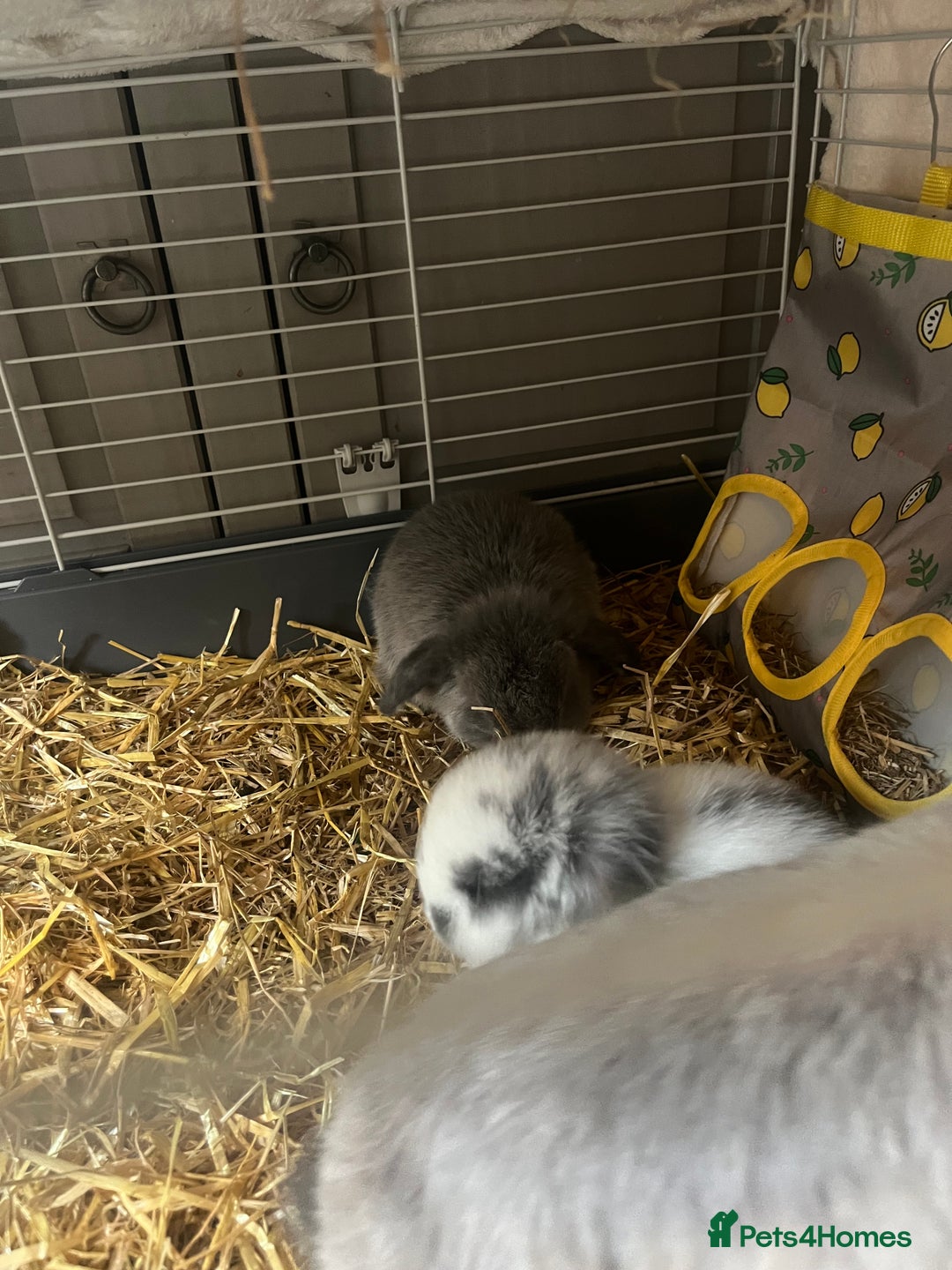 Mini Lop rabbits for sale: 2 baby mini lop bunnies  - Image 11