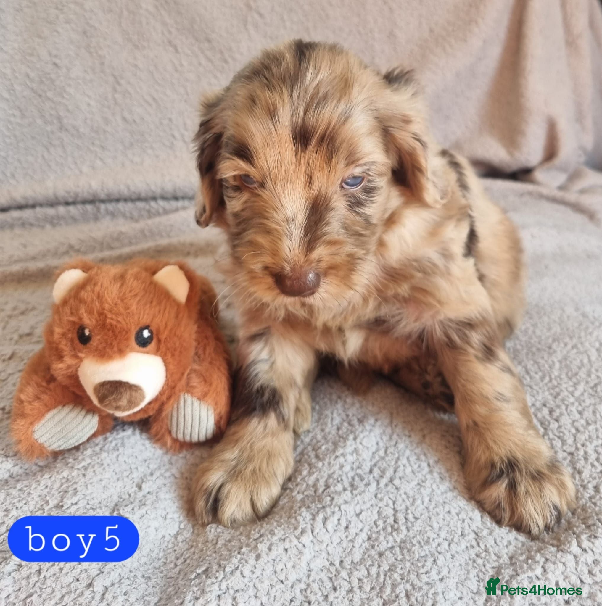 Cockapoo dogs Cockapoo Merle Puppies  - Advert 2