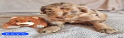 Cockapoo dogs for sale: Cockapoo Merle Puppies  - Advert 2