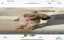 Cockapoo dogs for sale: Cockapoo puppies for Sale - Image 7