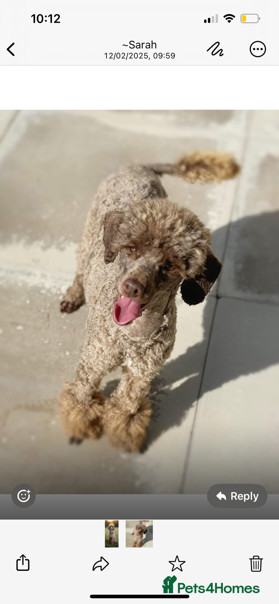 Cockapoo dogs for sale: Cockapoo puppies for Sale - Image 7