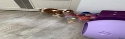 Cavalier King Charles Spaniel dogs for sale: 5* LICENSED BLENHEIM CAVIE ADULT FEMALE - Advert 5