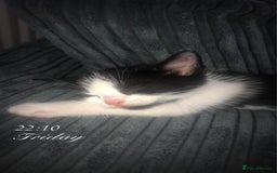 Mixed Breed cats for sale: Kittens available  - Image 3