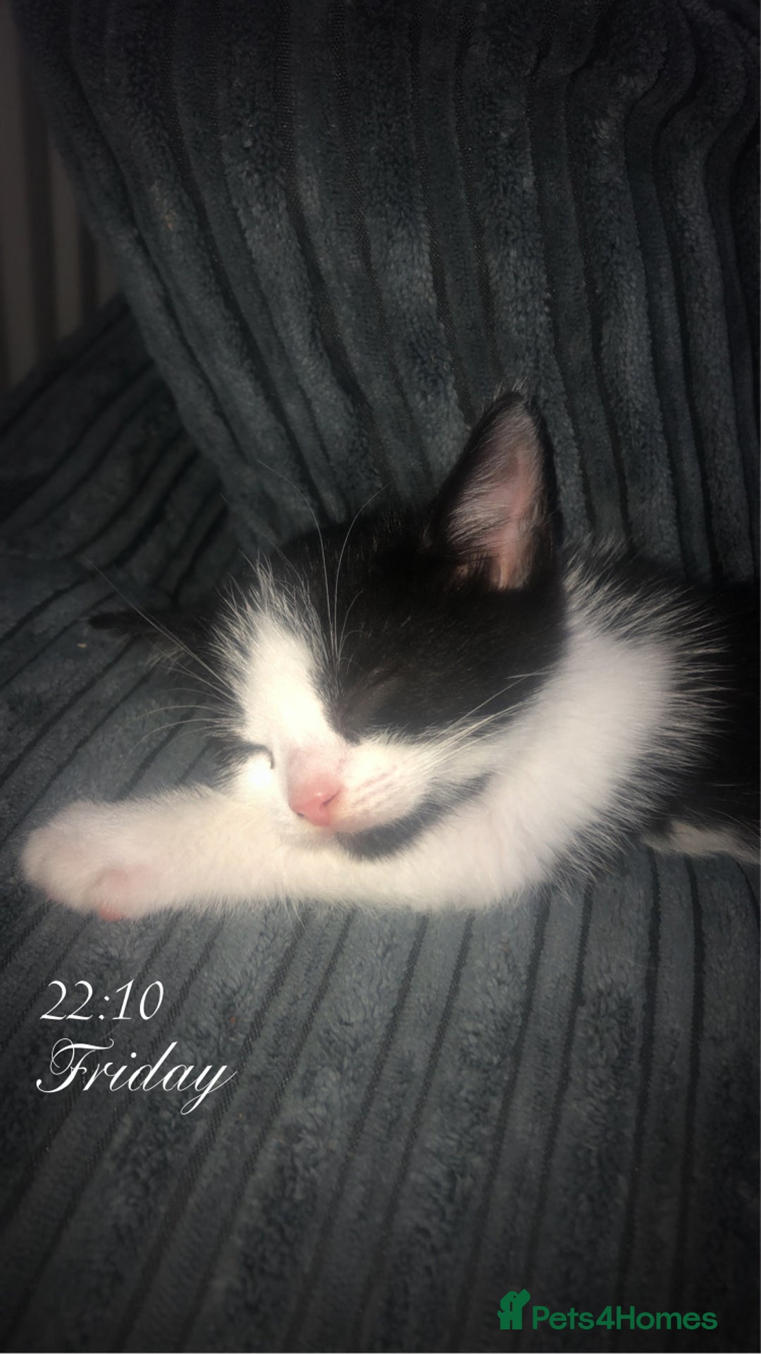 Mixed Breed cats for sale: Kittens available  - Image 3