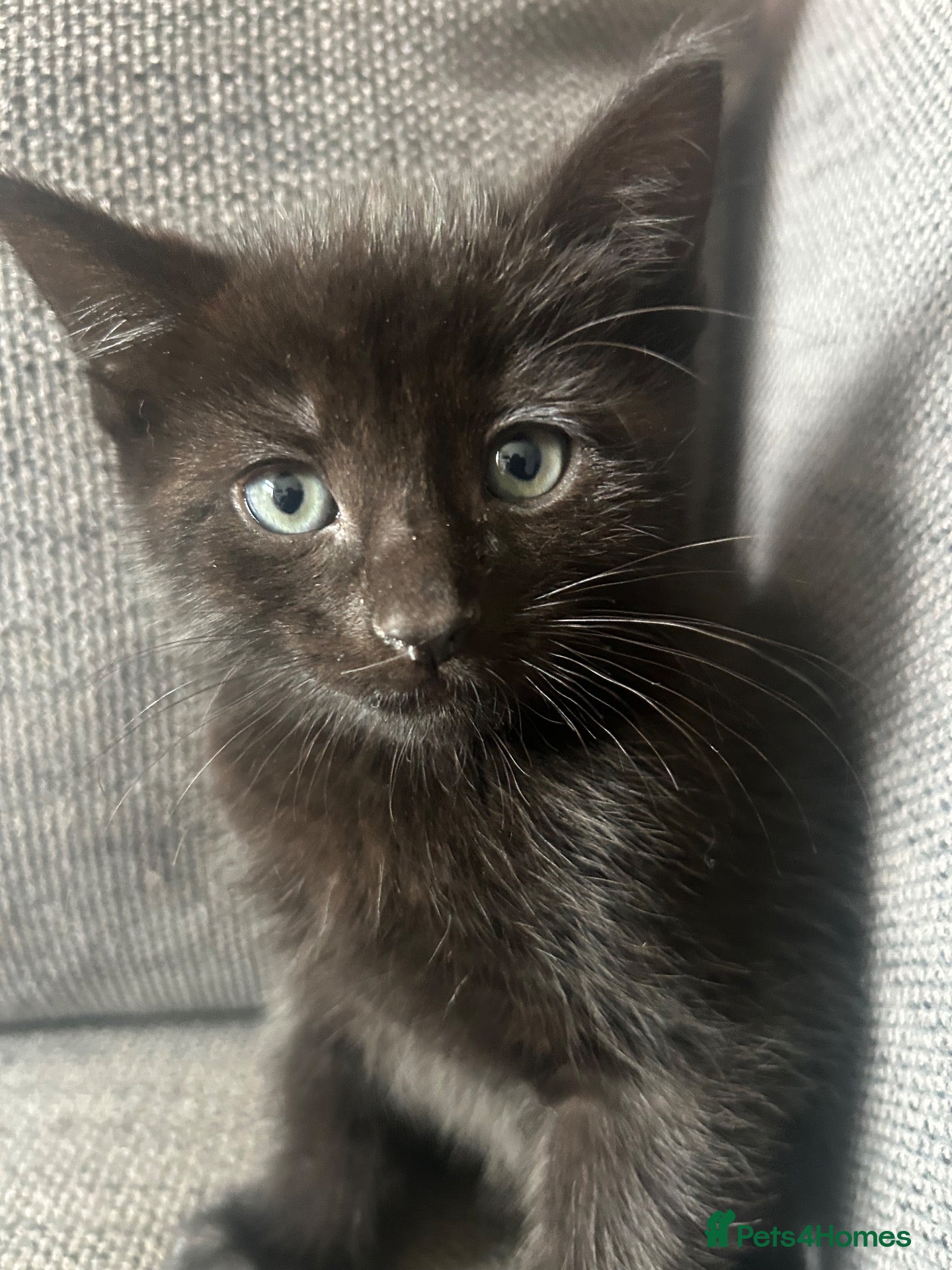 British Shorthair cats 🐾 7 CUTE Kittens Looking 4 Their Forever Homes 🐾 - Advert 11