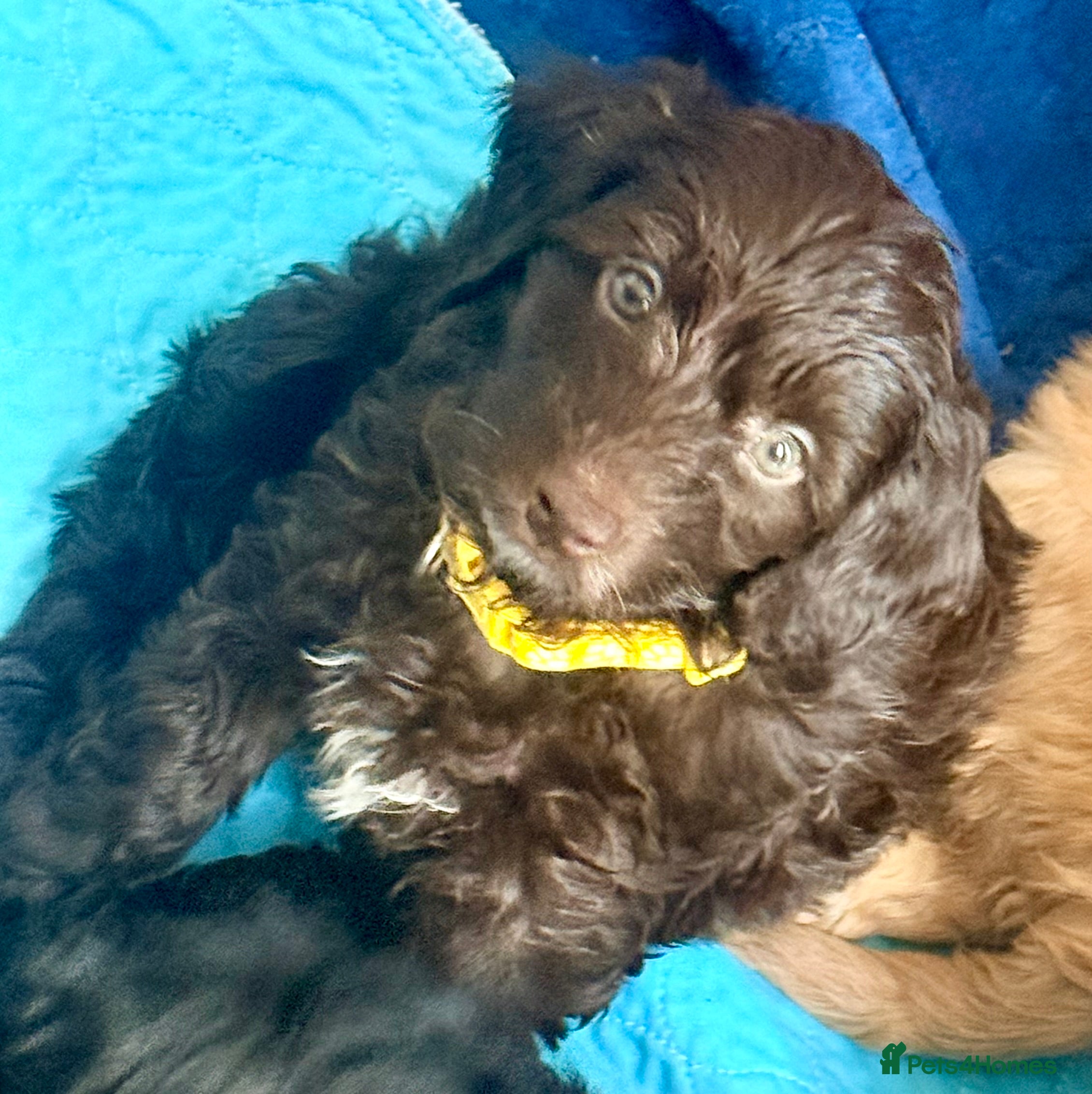Cavapoo dogs Stunning F1b Cavapoo Puppies – 6 Girls & 2 Boys - Advert 2